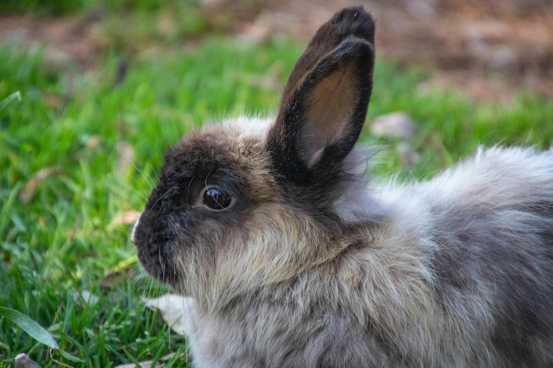 Farm & Large-Animal Vets near Cañon City